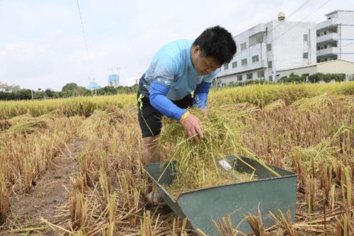 惠州 惠州市农业科学研究所上半年国家和省级农作物品种区域试验圆满完成